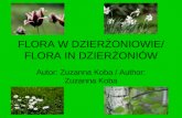 Flora in Dzierzoniow, zuzia