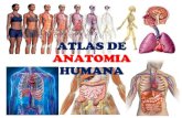 Atlas de anatomia humana   edwin ambulodegui