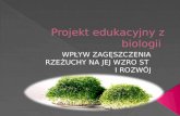 Projekt edukacyjny z biologii - Wpływ zagęszczenia rzeżuchy na jej wzrost i rozwój.