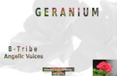 Geranium (Nx Power Lite)