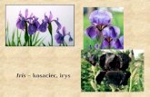 Iris – kosaciec, irys. Hemerocallis – liliowiec Paeonia lactiflora – piwonia chińska.