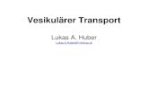 Vesikulärer Transport Lukas A. Huber Lukas.A.Huber@i-med.ac.at.