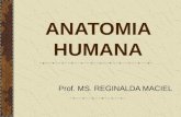 ANATOMIA HUMANA Prof. MS. REGINALDA MACIEL. Anatomia humana é um campo especial dentro da anatomia. Ele estuda grandes estruturas e sistemas do corpo.