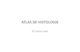 28623547 Atlas de Histologie