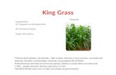 King grass pasto