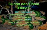 Durian Dan Hama Durian