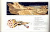 Rochen J.W. Yokochi C. - Anatomia człowieka. Atlas fotograficzny 04 - Ucho