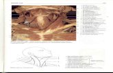 Rochen J.W. Yokochi C. - Anatomia człowieka. Atlas fotograficzny 05 - Szyja