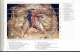 Rochen J.W. Yokochi C. - Anatomia człowieka. Atlas fotograficzny 09 - Narządy