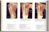 Rochen J.W. Yokochi C. - Anatomia człowieka. Atlas fotograficzny 11 - Kończyna dolna