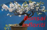 Bonsai em Flor