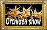Orchidea show ildy