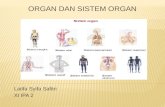 Power point biologi organ dan sistem organ kelas XI