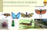 Entomologia general