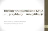 Rośliny transgeniczne GMO  - przykłady modyfikacji