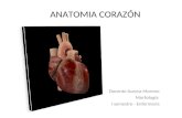 Anatomia del corazón
