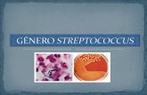 Tema 7.streptococcus