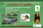 Japońskie rośliny/ Japanese plants in Polish gardens