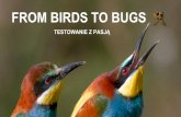 From Birds To Bugs: Testowanie Z Pasją