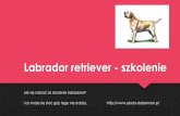 Labrador retriever - szkolenie labradora