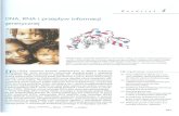 Biochemia Stryer - 4. DNA, RNA i Przepływ Informacji Genetycznej