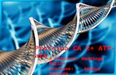 Proteina CA 2+ ATP-aza