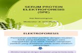 Serum Protein Elektroforesis(Retno)