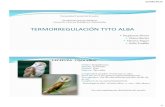Termorregulación Tyto Alba
