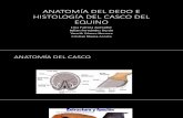 Anatomia e Histologia Del Casco