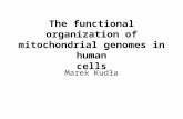 The functional organization of mitochondrial genomes in human cells