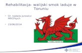 Rehabilitacja- walijski smok laduje w Toruniu