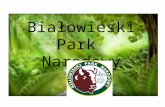Białowieski Park  Narodowy
