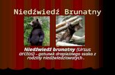 Niedźwiedź Brunatny