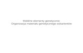 Mobilne elementy genetyczne; Organizacja materiału genetycznego eukariontów