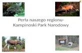 Perła naszego  regionu-Kampinoski Park Narodowy