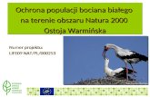 Ochrona populacji bociana białego  na terenie obszaru Natura 2000  Ostoja Warmińska