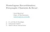 Homologous Recombination: Presynaptic Filaments & Brca2 Scott Morrical Dept. of Biochemistry