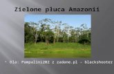 Zielone płuca Amazonii