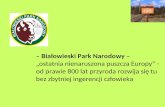 Informacje ogólne na temat Białowieskiego Parku Narodowego: