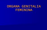 ORGANA GENITALIA FEMININA