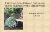 Przegląd popularnych gatunków roślin balkonowych i tarasowych