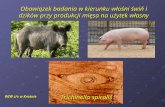 Obowiązek badania w kierunku włośni świń i dzików przy produkcji mięsa na użytek własny