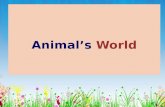 Animal’s  World