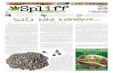 # 8 Gazeta Konopna Spliff