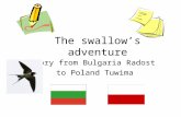The swallow's adventure