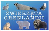 Zwierzęta Grenlandii