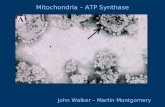 John Walker – Martin Montgomery Mitochondria – ATP Synthase.
