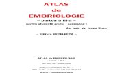 Atlas an 1 Sem 1_3_Atlas Embriologie