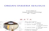K2 HS Histologi Mata