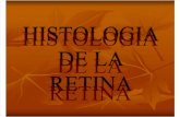 Histologia de La Retina2